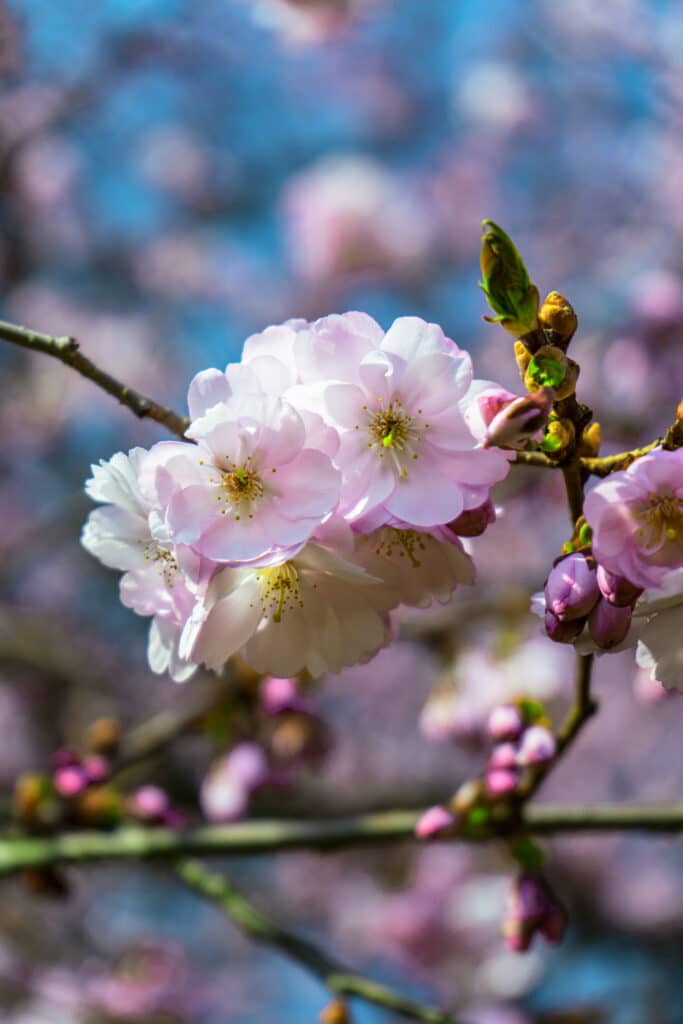 Vertical close-up shot of cherry blossom flowers